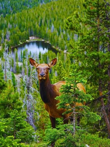 Wildlife & Nature